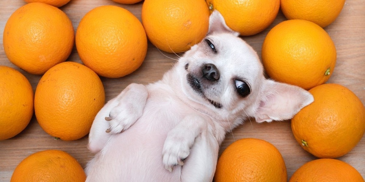 Can Dogs Safely Sink Their Teeth into Oranges?