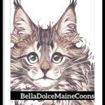 belladolcemainecoons Profile Picture