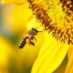 ARAVALI HONEY INDUSTRIES Profile Picture