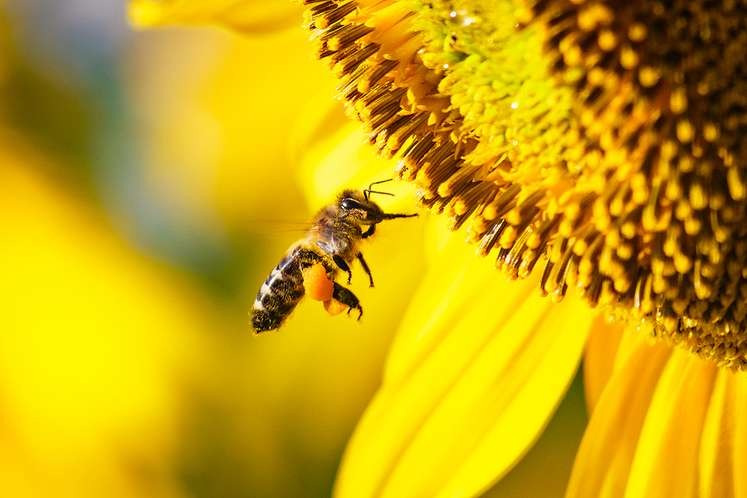 ARAVALI HONEY INDUSTRIES Profile Picture
