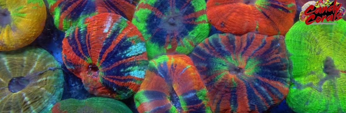 Candy Corals Cover Image