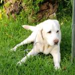 Tweedle Pet Products Profile Picture