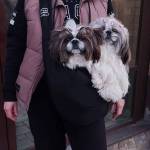 dog carrier bag profile picture
