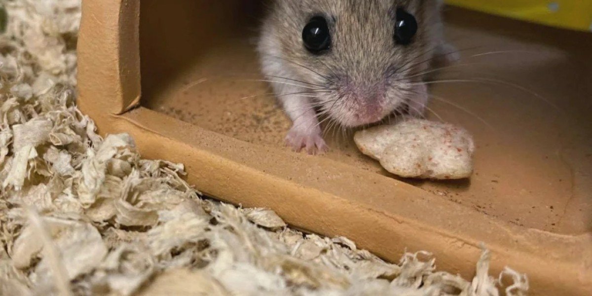 How Do I Know if a Chinese Hamster is the Right