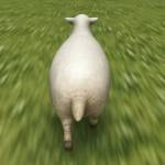 cattle Profile Picture
