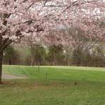 Plant Memorial Tree profile picture