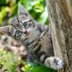 Ricksosal Profile Picture