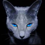 ipremium Profile Picture