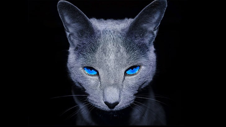 ipremium Profile Picture