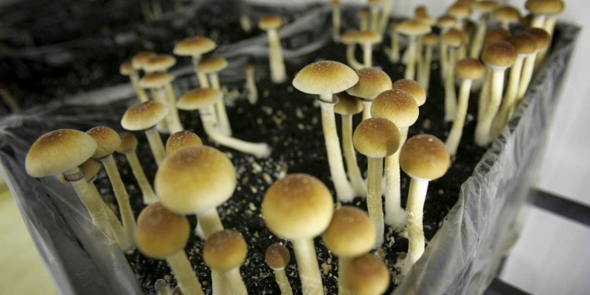 What Makes Shrooms Online  So Impressive?
