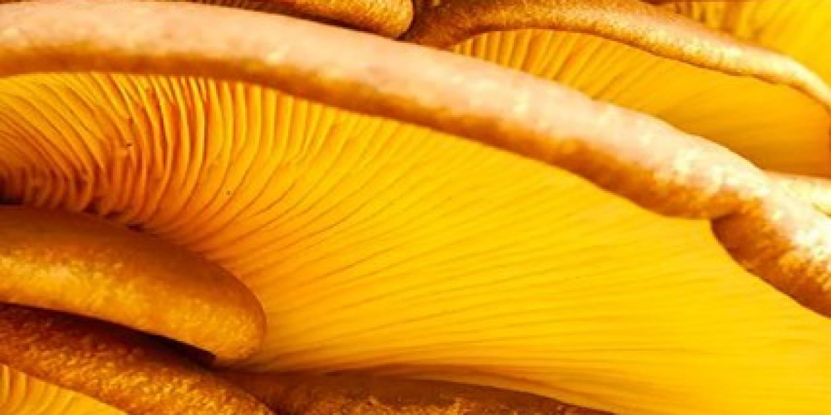 Champignons Médicinaux Bienfaits
