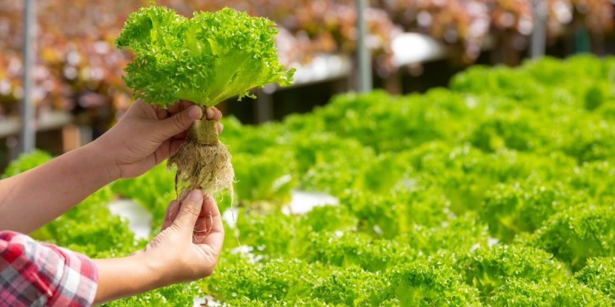 Hydroponics Market Witnesses Strong Demand