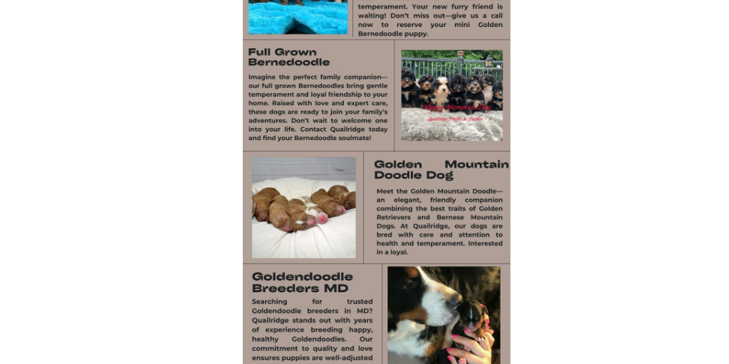 Mini Golden Bernedoodle by Quailridge Poodles & Doodles - Infogram