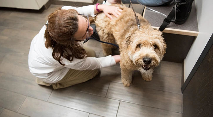 Is It Just A Tummy Ache Or A Liver Infection? How To Tell The Difference -  WriteUpCafe