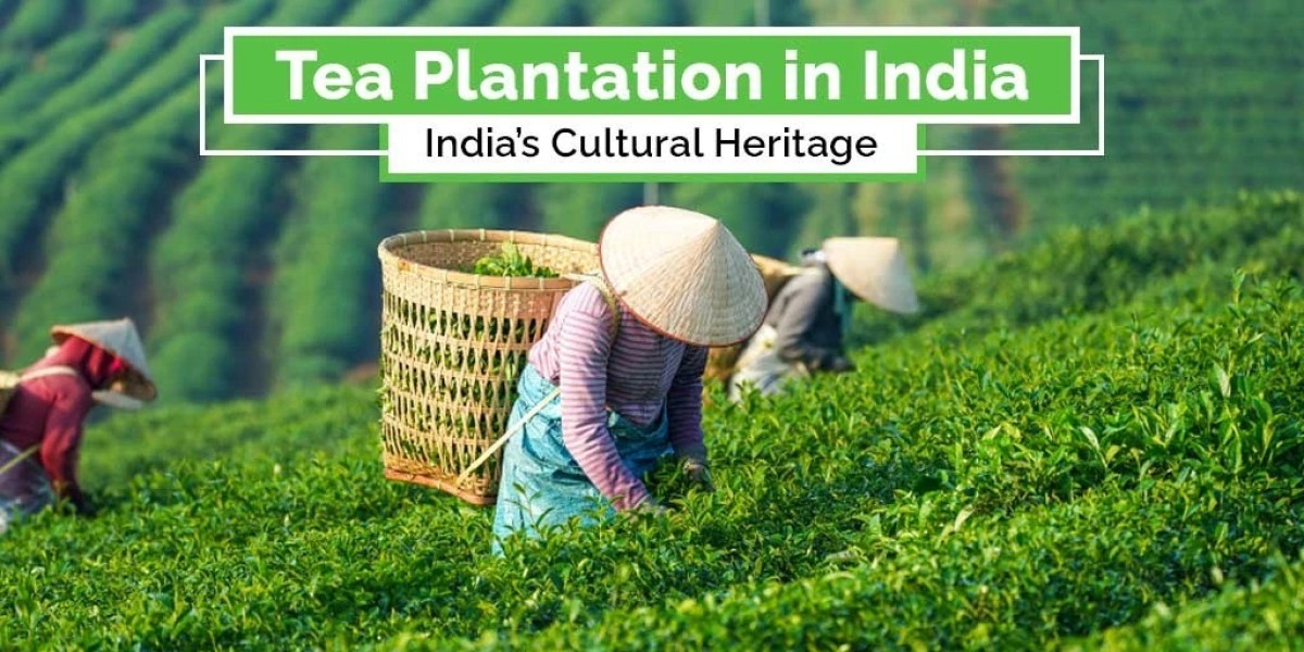 Know about the Leading Tea States in India