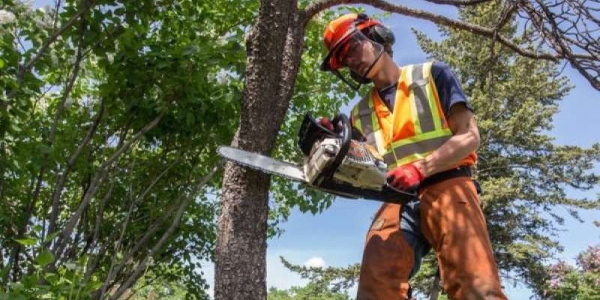 Tree Removal: Everything You Need to Know