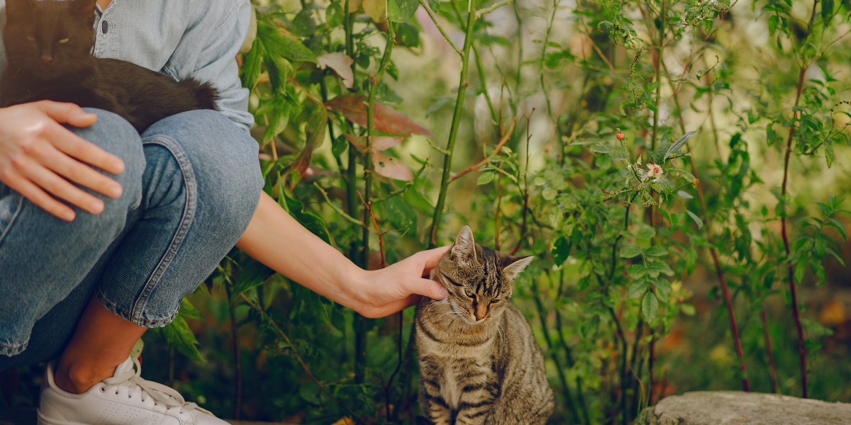 Unlock the Power of Wild Creature Healing:
