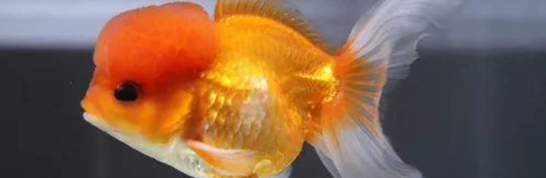 ChuChuGoldfish Cover Image