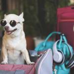 smalldoginbag Profile Picture