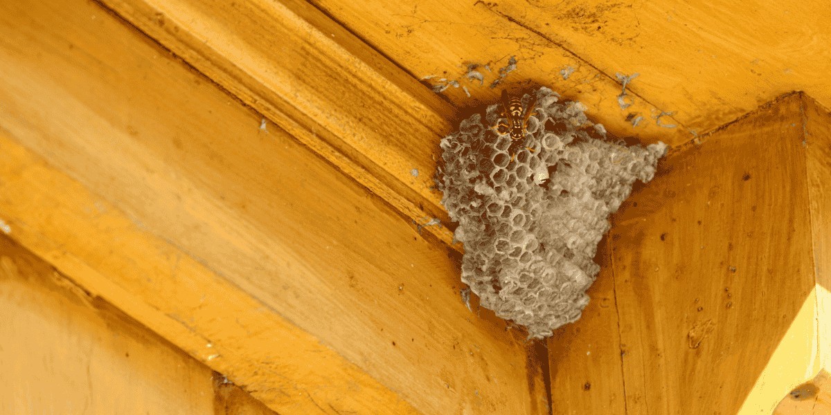 How to Capture Wasps Without Chemicals or Risk