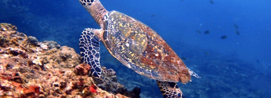 American Divers Phuket Cover Image