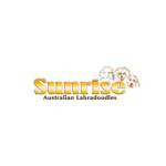 Sunrise Australian Labradoodles Profile Picture