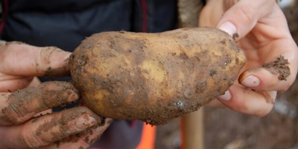 From Soil to Soul: The Sweet Potato’s Texas