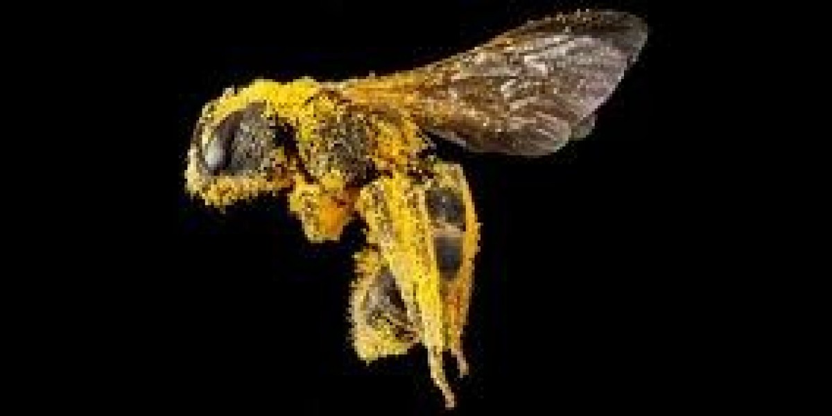 Bee Swarm Removal in Los Angeles: Safe, Swift,
