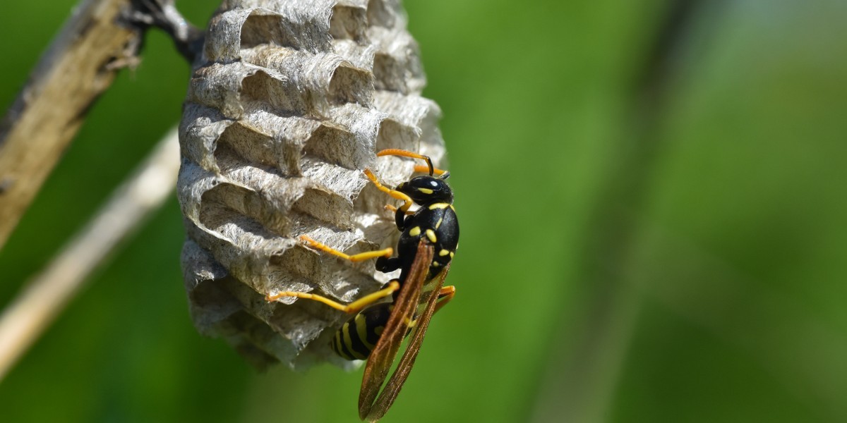 What Happens to Wasps in Winter? True Facts