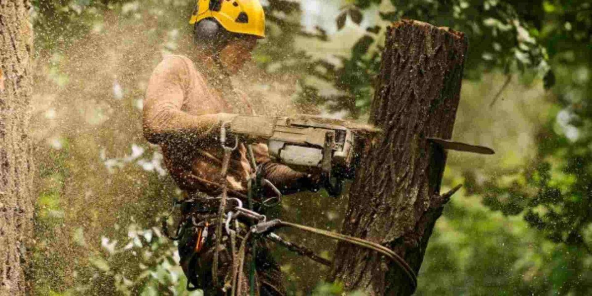 Tree Removal: A Complete Guide to Safe