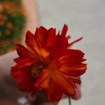 Rashed Hossen Profile Picture