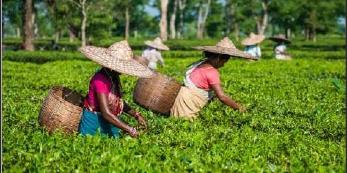 Find Reliable CTC Tea Suppliers – Order Bulk Te