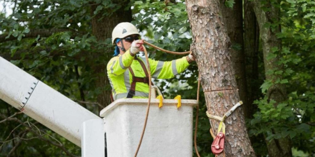 Complete Guide to Tree Removal: When, Why & How