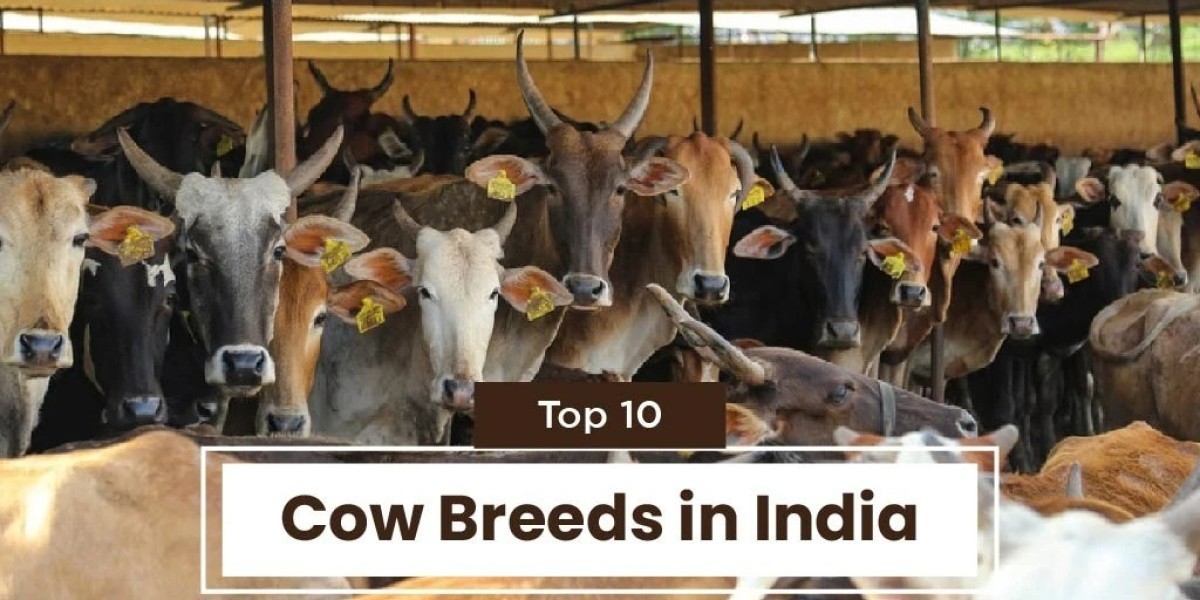 Explore The Various types of Cow Breeds Found i