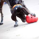 KONG Wobbler Profile Picture