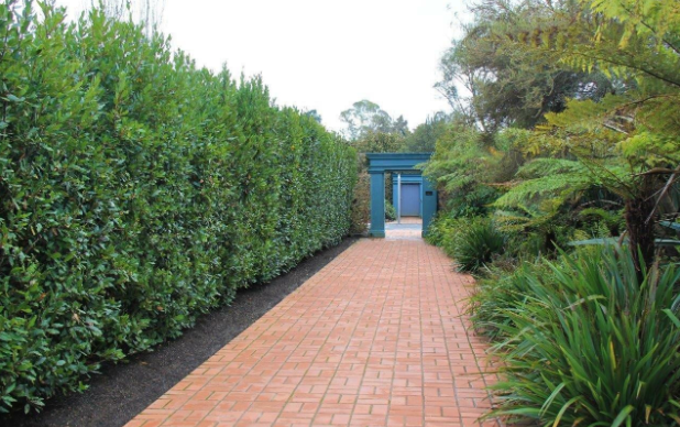 Best Privacy Hedge Plants for Different Climate Zones and Soil Types
