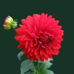 Rama Lingam Profile Picture