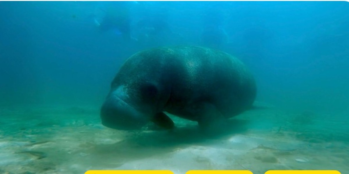 Exploring Puerto Rico’s Underwater Paradise wit