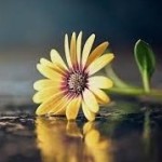 noorfatima Profile Picture