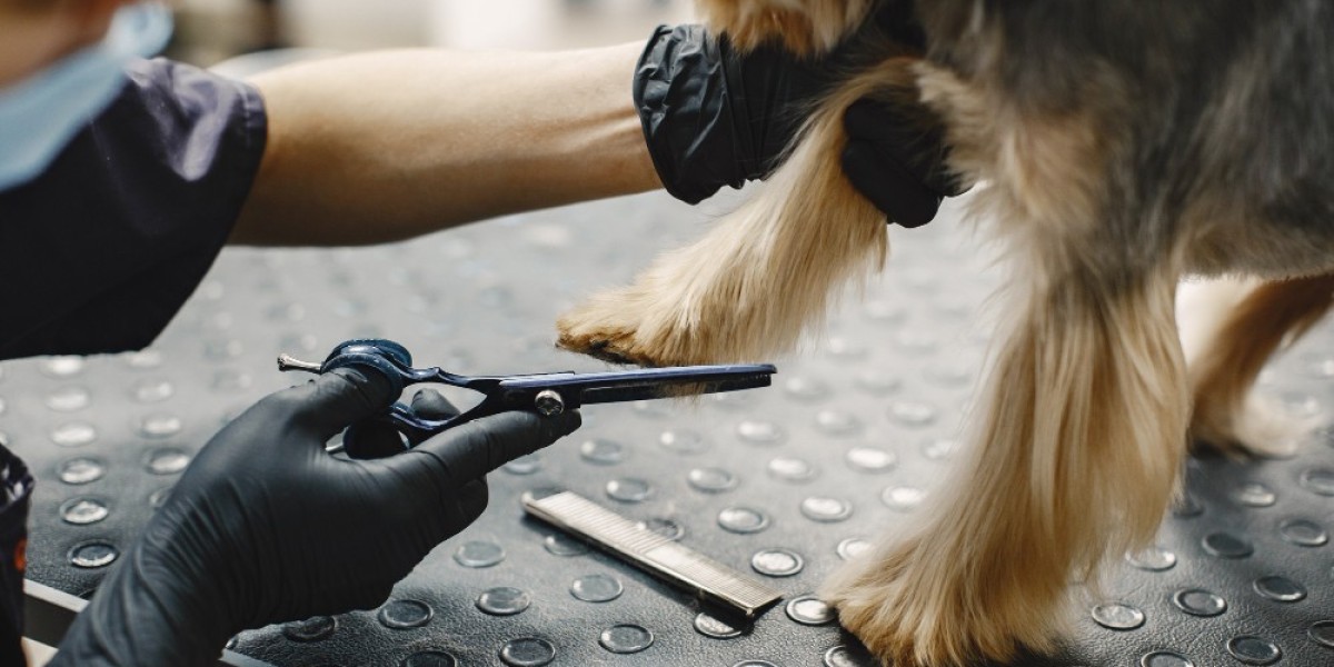 Pet Grooming Trends in West Palm Beach, FL: Ins
