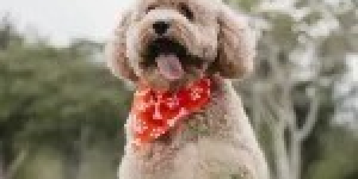 Dog Grooming Services Tampa: Pamper Your Pet wi