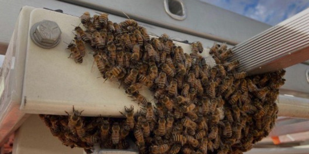 Safe and Professional Bee Removal in Las Vegas