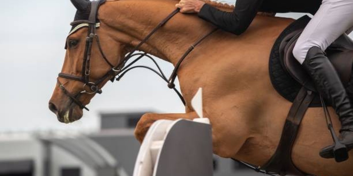 Find Your Dream European Sport Horse with Top H