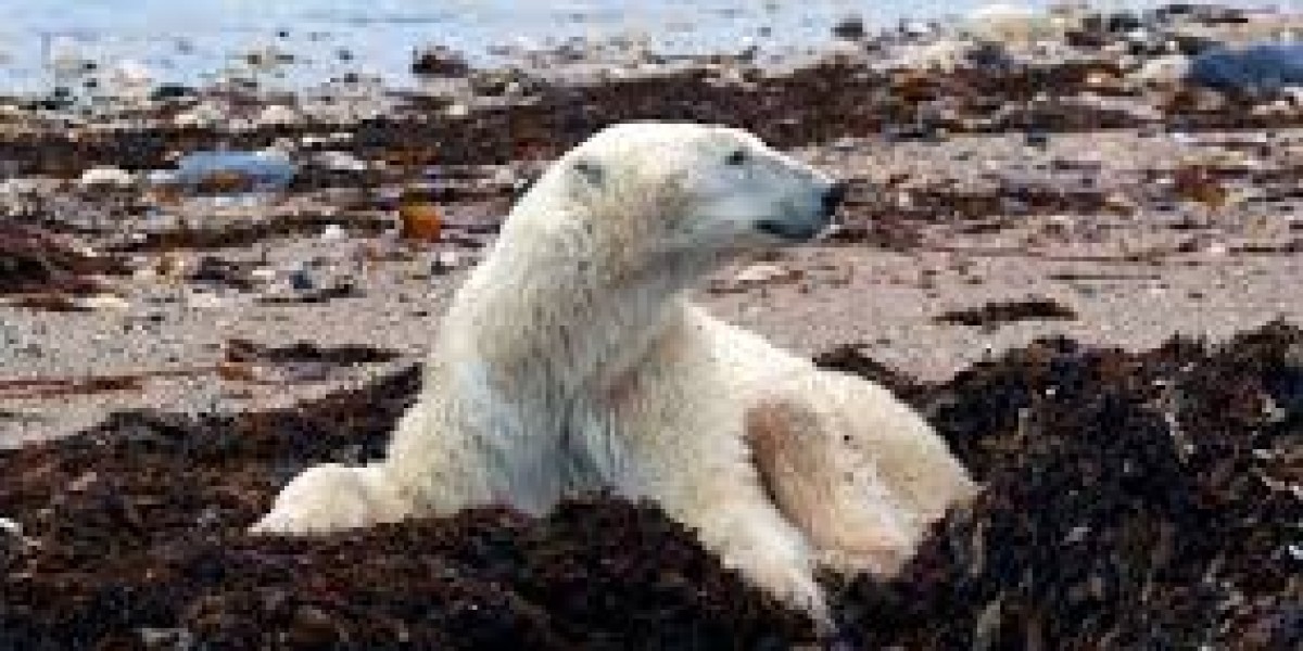 The Impact of Climate Change on Wildlife