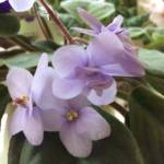 gardeners treasures Profile Picture