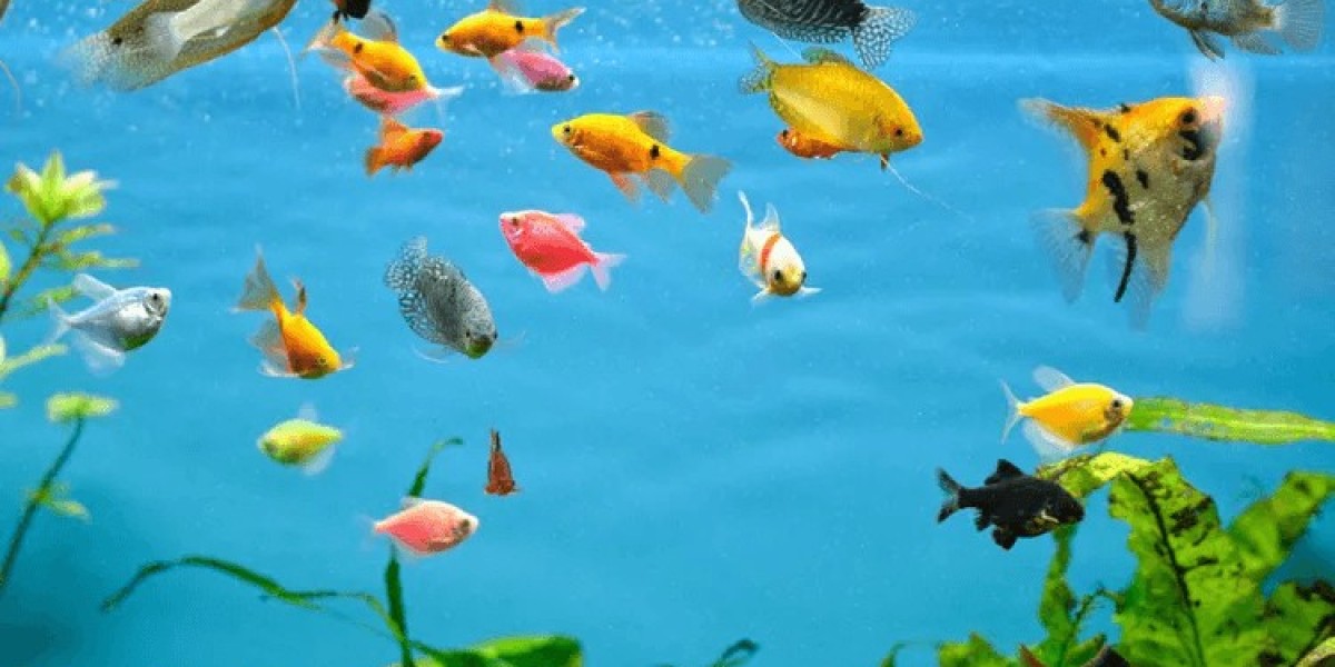 Everything You Need to Know About a Fish Tank