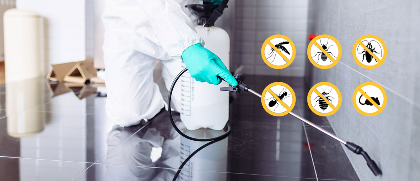 Reliable Pest Control in Gatineau Canada - Max News: Local News & Alerts
