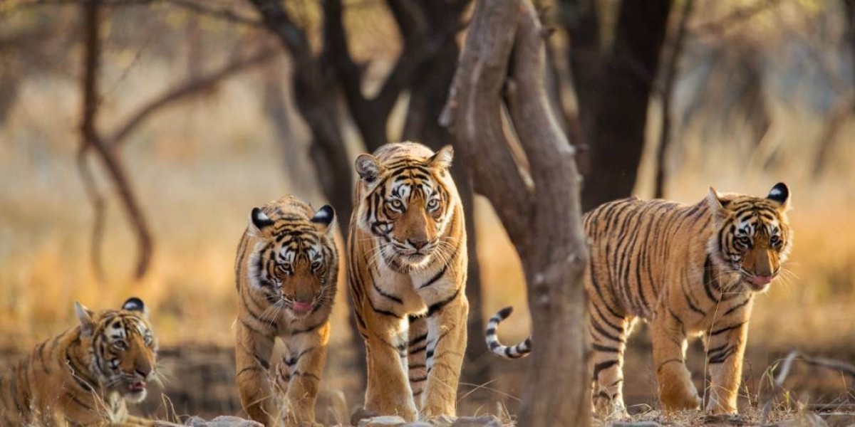Tiger Safari India – Where Every Roar Tells