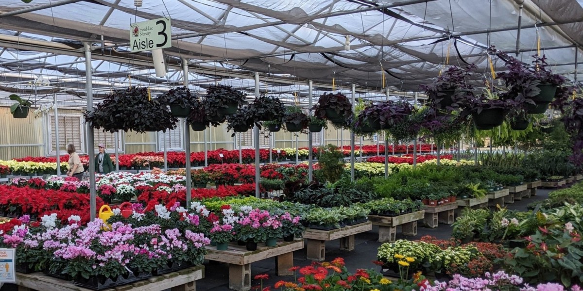 Buy Indoor Plants in Karachi – Freshen Up Your