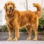 Torch Lightk Profile Picture